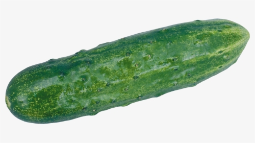 Cucumber Png Clipart - Cucumber Transparent, Png Download, Free Download