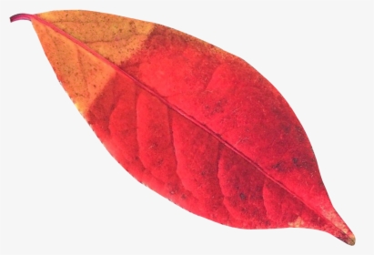 Autumn Leaf Png Transparent Image - Autumn Leaf Png, Png Download, Free Download