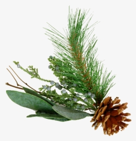 Pine Tree Branch Png Images Pictures - Pine Cone Branch Png, Transparent Png, Free Download