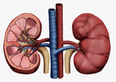 Kidney Drawing Png Vector, Clipart, Psd - Kidney Png, Transparent Png, Free Download