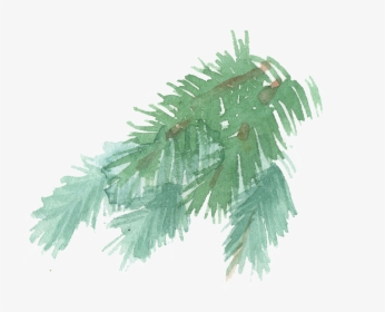 Transparent Pine Tree Branch Png - Watercolor Pine Branch Transparent, Png Download, Free Download