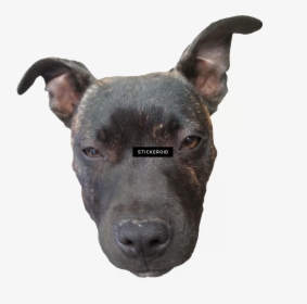 Doge Png - Doge Head - Old English Terrier, Transparent Png, Free Download