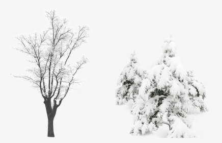 Snow Tree Computer File - Plants With Snow Png, Transparent Png, Free Download