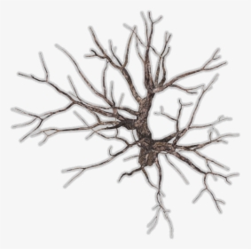 Dead Tree Top View, HD Png Download, Free Download