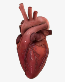 Png Transparent Human Heart, Png Download, Free Download