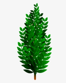 Fir,pine Family,plant - Arbustos Vector Png, Transparent Png, Free Download
