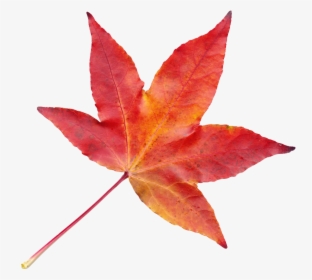 Fall Leaves Png Transparent, Png Download, Free Download