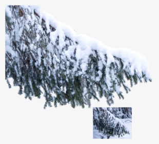 Go To Image - Tree Branch Snow Png, Transparent Png, Free Download