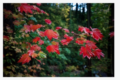 Red-leaves, HD Png Download, Free Download