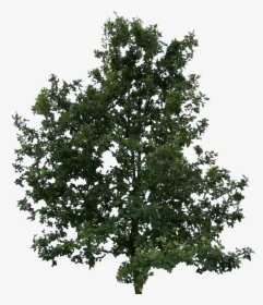 Lodgepole Pine Tree Transparent, HD Png Download, Free Download