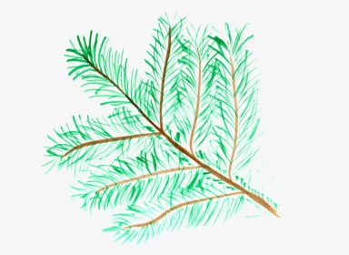 Pine, Branch, Watercolor, Isolated, Handpainted, Comic - Pond Pine, HD Png Download, Free Download
