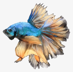 Realistic Betta Fish Drawing, HD Png Download, Free Download