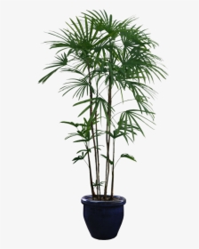Potted Plants Png Download - Transparent Background Indoor Plant Png, Png Download, Free Download
