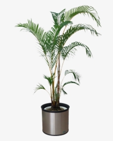 Houseplant Bonsai Flowerpot - Transparent Background Indoor Plant Png, Png Download, Free Download