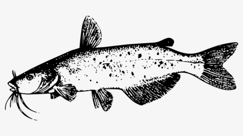 Black And White Catfish Clipart, HD Png Download, Free Download