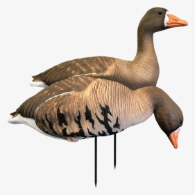 Specklebelly Goose Decoys, HD Png Download, Free Download