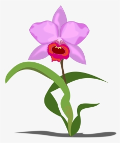 Orchid Clipart Small Pink - Orchid Flower Clip Art, HD Png Download, Free Download