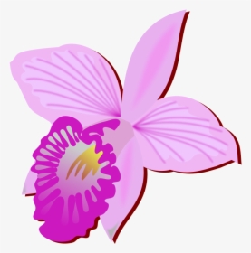 Orchid Cut Flower Drawing, HD Png Download, Free Download