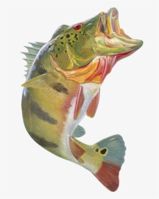Bass Fish Png Transparent Background - Peacock Bass Png, Png Download, Free Download