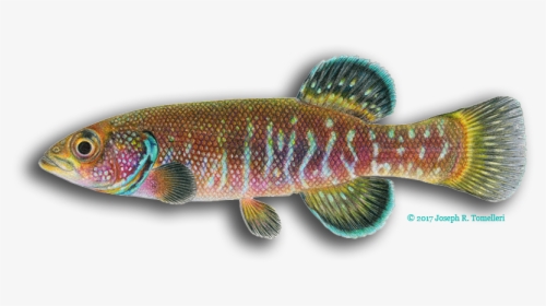 Sunfish Drawing 3 Tail Fish - Cyprinidae, HD Png Download, Free Download