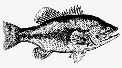 Fish 13 Clip Arts - Clipart Of A Largemouth Bass, HD Png Download, Free Download