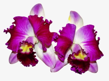 Cattleya Orchids Png - Imagenes De Orquideas En Png, Transparent Png, Free Download