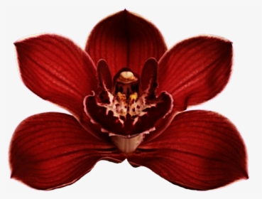 Clip Art Red Orchid Flower - Red Orchids Flowers Png, Transparent Png, Free Download