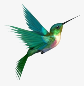 Colibrí Volando - Hummingbird Png, Transparent Png, Free Download