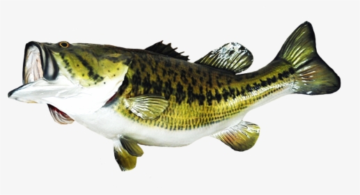 Large Mouth Bass Clipart - Transparent Background Bass Fish Png, Png Download, Free Download