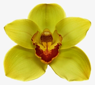 Yellow Orchid - Jungle Flower On Transparent, HD Png Download, Free Download