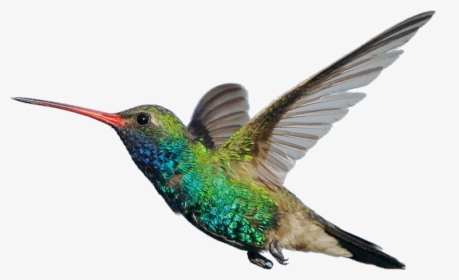 Hummingbird Flying, HD Png Download, Free Download