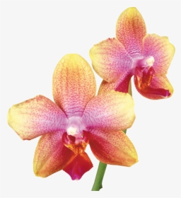 Pink Yellow Orchid, HD Png Download, Free Download