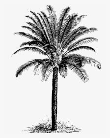 Drawing Dates Palm Tree, HD Png Download, Free Download