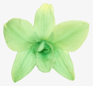 Orchid Flower Png, Transparent Png, Free Download