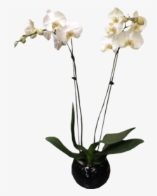 Moth Orchid, HD Png Download, Free Download