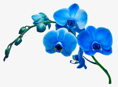 Blue Orchid Flower Clipart, HD Png Download, Free Download