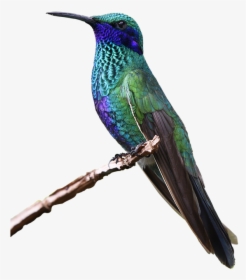 Colibri, Bird, Nature, Tropical, Monde Animal, Plume - Burung Yg Mudah Dipelihara, HD Png Download, Free Download