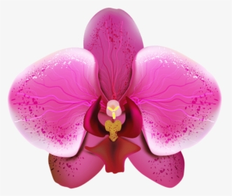 Orquidea Png, Transparent Png, Free Download