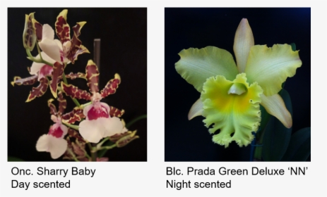 Picture - Orchids Of The Philippines, HD Png Download, Free Download