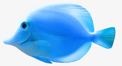 Fish Quality Png Image - Beautiful Blue Fish Png, Transparent Png, Free Download