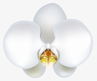 White Orchid Flower Clip Art � Clipart Free Download - Phalaenopsis Sanderiana, HD Png Download, Free Download