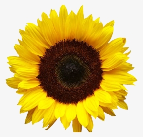 Sunflowers Png Image - Transparent Background Sunflower Png, Png Download, Free Download