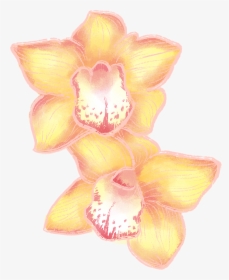 Orchids, HD Png Download, Free Download