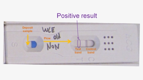 Pregnancy Tests Folding Solution - Hcg Test Results Positive, HD Png Download, Free Download