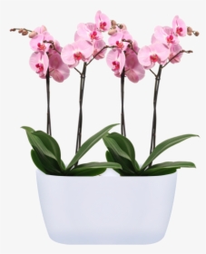Orchid Flower Png, Transparent Png, Free Download