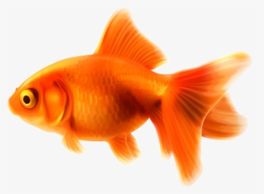 Image Png Animal Jam - Goldfish Clipart, Transparent Png, Free Download