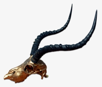 Real Impala Skull Bronze Spray Painted Metal Bracket - Antelope Horns, HD Png Download, Free Download