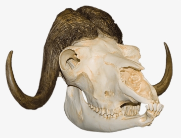 Musk Ox Skull - Skull Animal Png, Transparent Png, Free Download