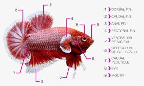 Transparent Betta Fish Png - Betta Fish Anatomy, Png Download, Free Download