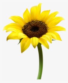 Common Sunflower Clip Art, HD Png Download, Free Download